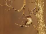 Eastern Phoebe  --  Moucherolle Phebi