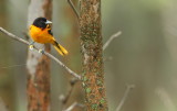 Baltimore Oriole  --  Oriole de Baltimore