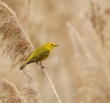 Yellow Warbler  --  Paruline Jaune