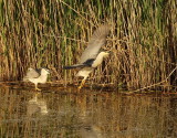 Black-Crowned Night-Heron  --  Bihoreau Gris