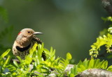 Northern Flicker  --  Pic Flamboyant