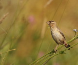 BoBoLink ( F )  --  Goglu des Pres ( F )