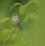 Song Sparrow  --  Bruant Chanteur