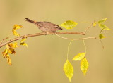 Gray Catbird  --  Moqueur Chat