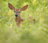 White-Tail Deer ( FAWN )  --  Cerf de Virginie ( FAON )