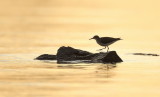 Spotted SandPiper  --  Chevalier Grivele