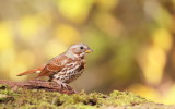 Fox Sparrow  --  Bruant Fauve