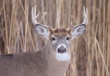 White Tail Deer ( buck )  --  Cerf De Virginie ( cerf male )