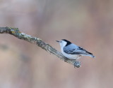 White-Breasted NutHatch  --  Sittelle a Poitrine Blanche