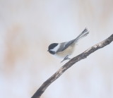 Black-Capped Chickadee  --  Mesange A Tete Noire