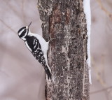 Hairy WoodPecker  --  Pic Chevelu