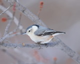 White-Breasted NutHatch  --  Sittelle A Poitrine Blanche