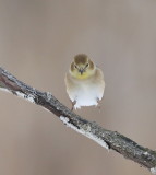 American GoldFinch  --  Chardonneret Jaune