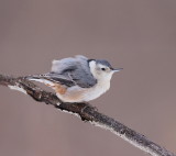 White-Breasted NutHatch  --  Sittelle A Poitrine Blanche