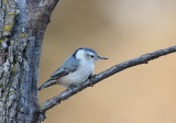 White-Breasted NutHatch  --  Sittelle A Poitrine Blanche