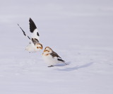 Snow Bunting  --  Plectrophane Des Neiges