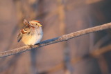 American Tree Sparrow  --  Bruant Hudsonien