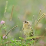 BoBoLink  --  Goglu des Pres