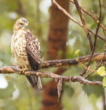 Red-Shouldered Hawk  --  Buse A Epaulettes