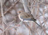 Mourning Dove  --  TourTerelle Triste