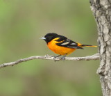 Baltimore Oriole  --  Oriole De Baltimore