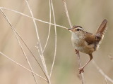 Marsh Wren  --  Troglodyte Des Marais