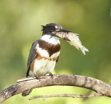 Belted KingFisher ( with his fish )  --  Martin - Pecheur DAmerique ( avec son piosson )