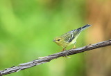 Blue - Winged Warbler  --  Paruline A Ailes Bleues