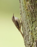 Brown Creeper  --  GrimPereau Brun