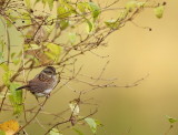 Song Sparrow  --  Bruant Chanteur
