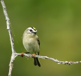 Golden - Crowned KingLet  --  Roitelet A Couronne Doree