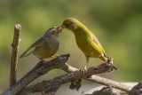 Greenfinch Feeding