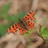 Comma