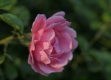 Pink Rose