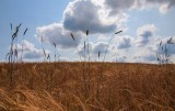 July Wheat Field