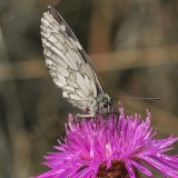 Marbled White