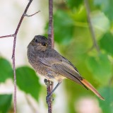 Black Redstart