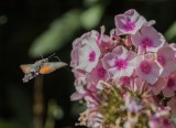 Hummingbird-Hawk Moth on Phlox