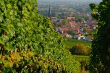 Vinyard View