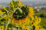 Facing the Sun