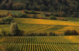 Vineyards in late October
