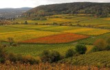 Autumn Vineyards 