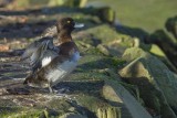 Tufted Duck (Female)