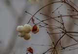 Snowberry