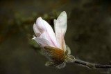 Magnolia Opening