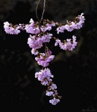 Japanese Cherry Blossoms