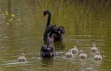 Swan Family