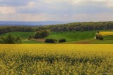 Rapeseed Field