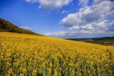 Sea of Yellow