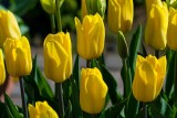Tulip Lizanne